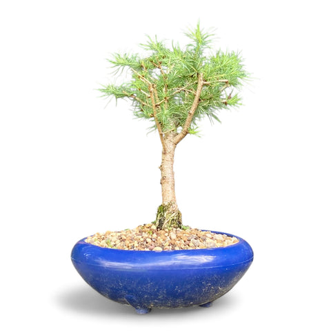 Bonsai Larix kaempferi - LS93301