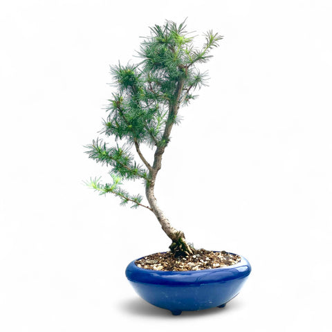 Bonsai Larix kaempferi - LS93161