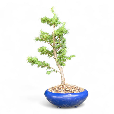 Bonsai Larix kaempferi - LS93302