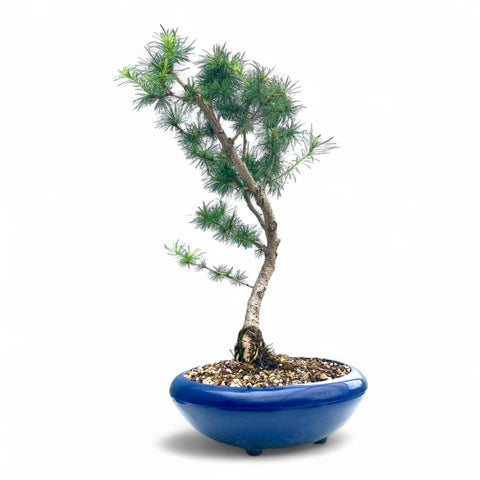 Bonsai Larix kaempferi - LS93161