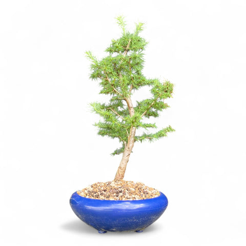 Bonsai Larix kaempferi - LS93302