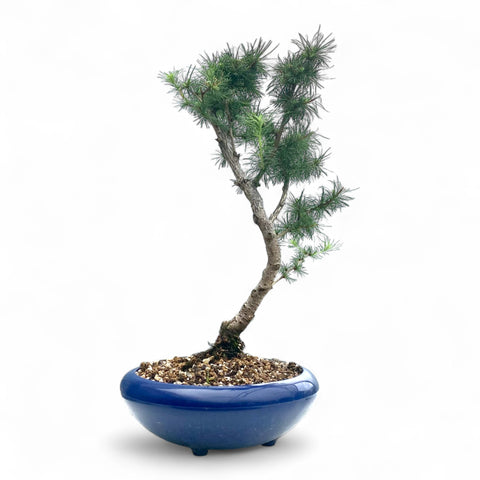 Bonsai Larix kaempferi - LS93161