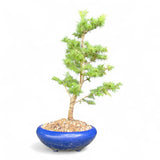 Bonsai Larix kaempferi - LS93302