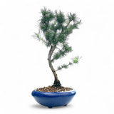 Bonsai Larix kaempferi - LS93161