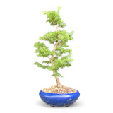 Bonsai Larix kaempferi - LS93302