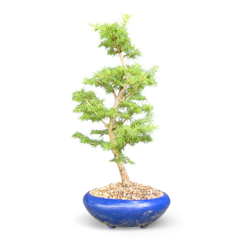 Bonsai Larix kaempferi - LS93302