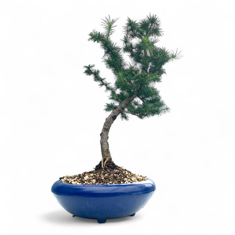Bonsai Larix kaempferi - LS93162