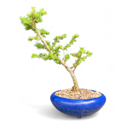 Bonsai Larix kaempferi - LS93303