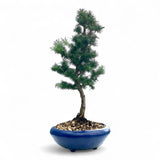 Bonsai Larix kaempferi - LS93162