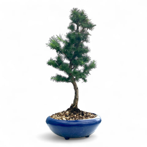 Bonsai Larix kaempferi - LS93162