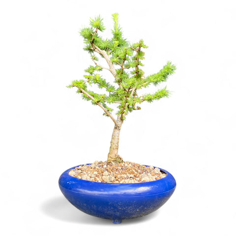 Bonsai Larix kaempferi - LS93303