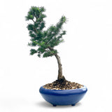 Bonsai Larix kaempferi - LS93162