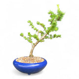 Bonsai Larix kaempferi - LS93303