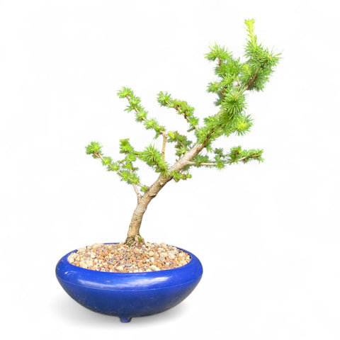 Bonsai Larix kaempferi - LS93303