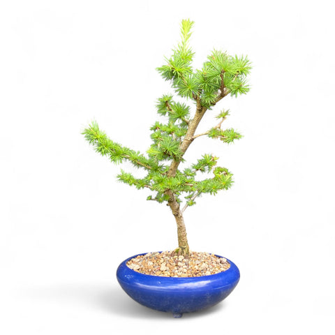 Bonsai Larix kaempferi - LS93303