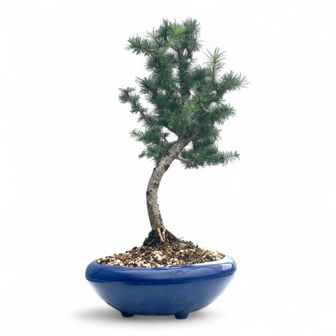 Bonsai Larix kaempferi - LS93162