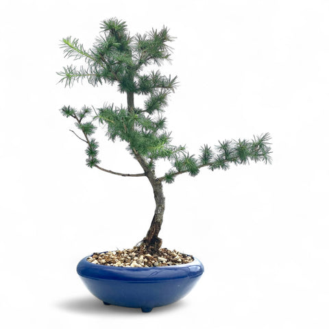 Bonsai Larix kaempferi - LS93330