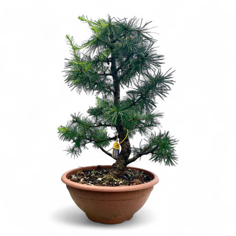 Larix bonsai yamadori-LS192