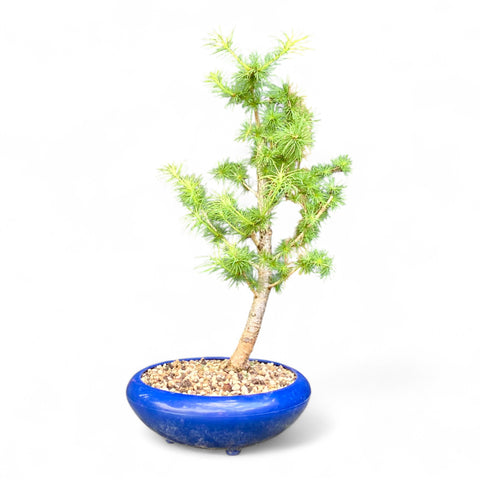 Bonsai Larix kaempferi - LS93304