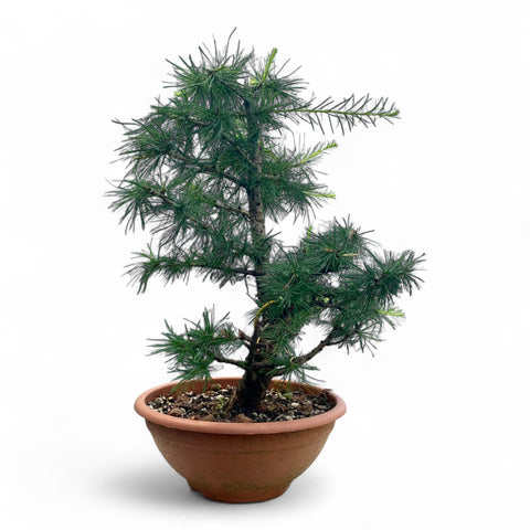 Larix bonsai yamadori-LS192