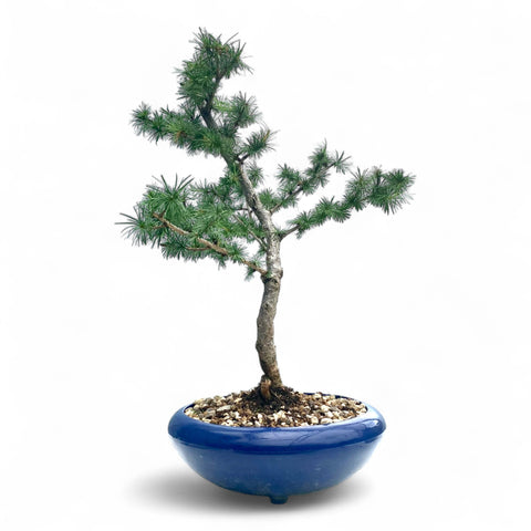 Bonsai Larix kaempferi - LS93330