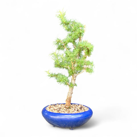 Bonsai Larix kaempferi - LS93304