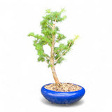 Bonsai Larix kaempferi - LS93304
