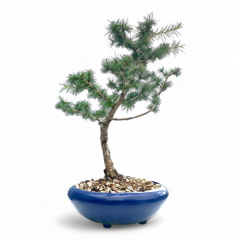 Bonsai Larix kaempferi - LS93330