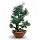Larix bonsai yamadori-LS192