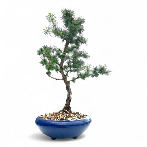 Bonsai Larix kaempferi - LS93330