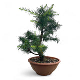 Larix bonsai yamadori-LS192