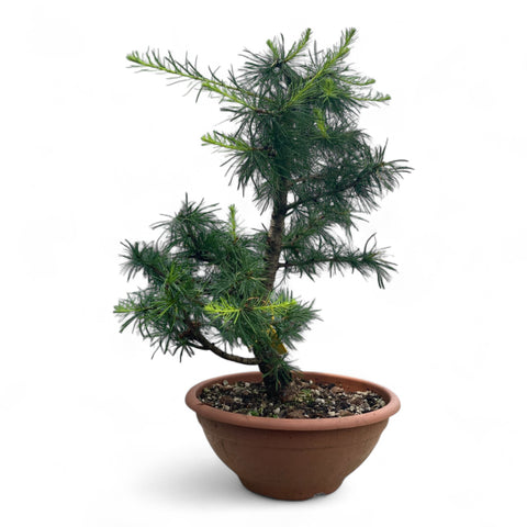 Larix bonsai yamadori-LS192