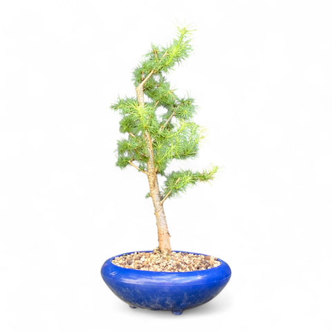 Bonsai Larix kaempferi - LS93304