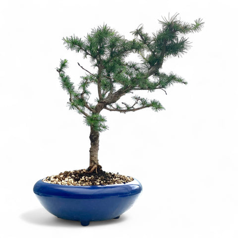 Bonsai Larix kaempferi - LS93331