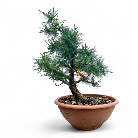 Larix bonsai yamadori-LS191