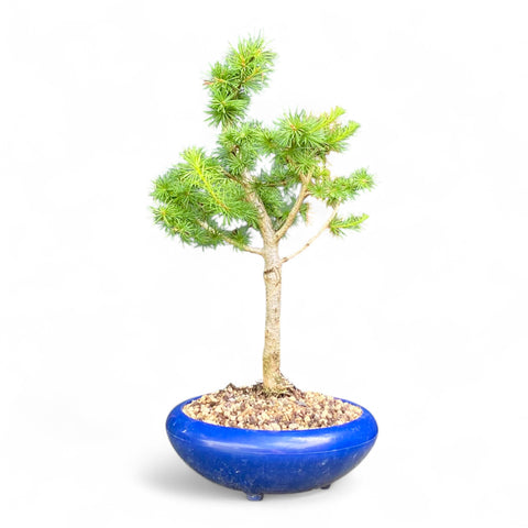 Bonsai Larix kaempferi - LS93395