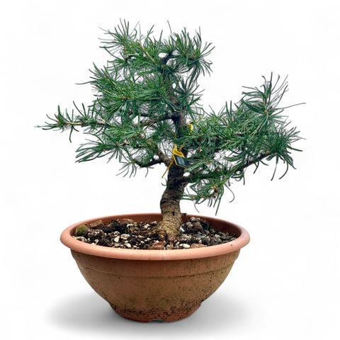 Larix bonsai yamadori-LS191