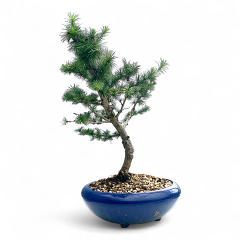 Bonsai Larix kaempferi - LS93331