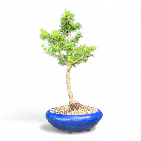 Bonsai Larix kaempferi - LS93395