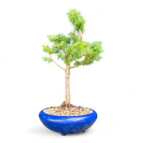 Bonsai Larix kaempferi - LS93395