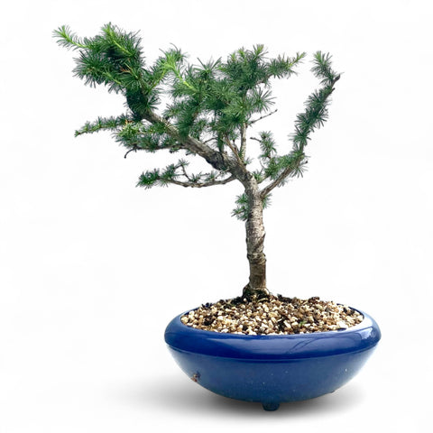Bonsai Larix kaempferi - LS93331