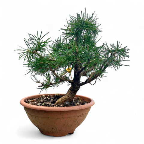 Larix bonsai yamadori-LS191