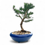 Bonsai Larix kaempferi - LS93331
