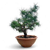 Larix bonsai yamadori-LS191