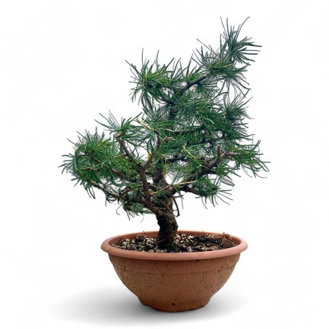Larix bonsai yamadori-LS191