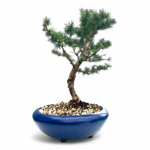 Bonsai Larix kaempferi - LS93331