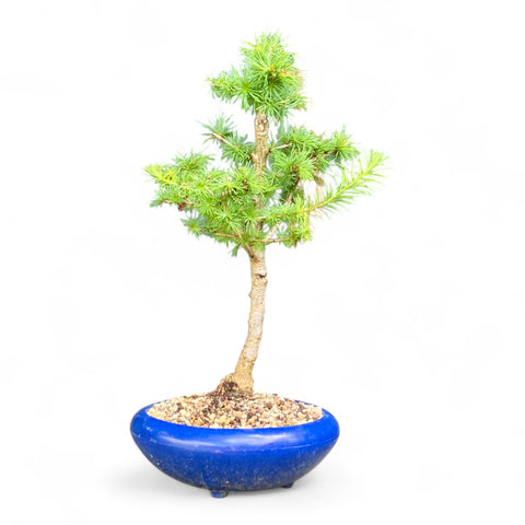 Bonsai Larix kaempferi - LS93395