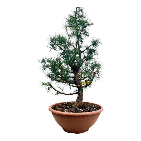 Larix bonsai yamadori-LS181
