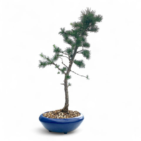 Bonsai Larix kaempferi - LS93332