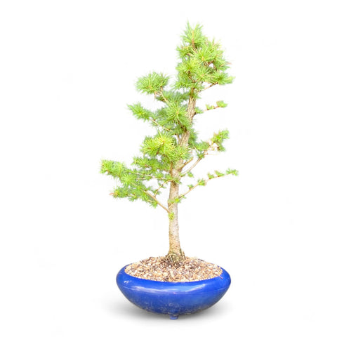 Bonsai Larix kaempferi - LS93399